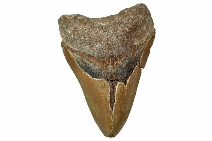 Serrated, Fossil Megalodon Tooth - North Carolina #347044